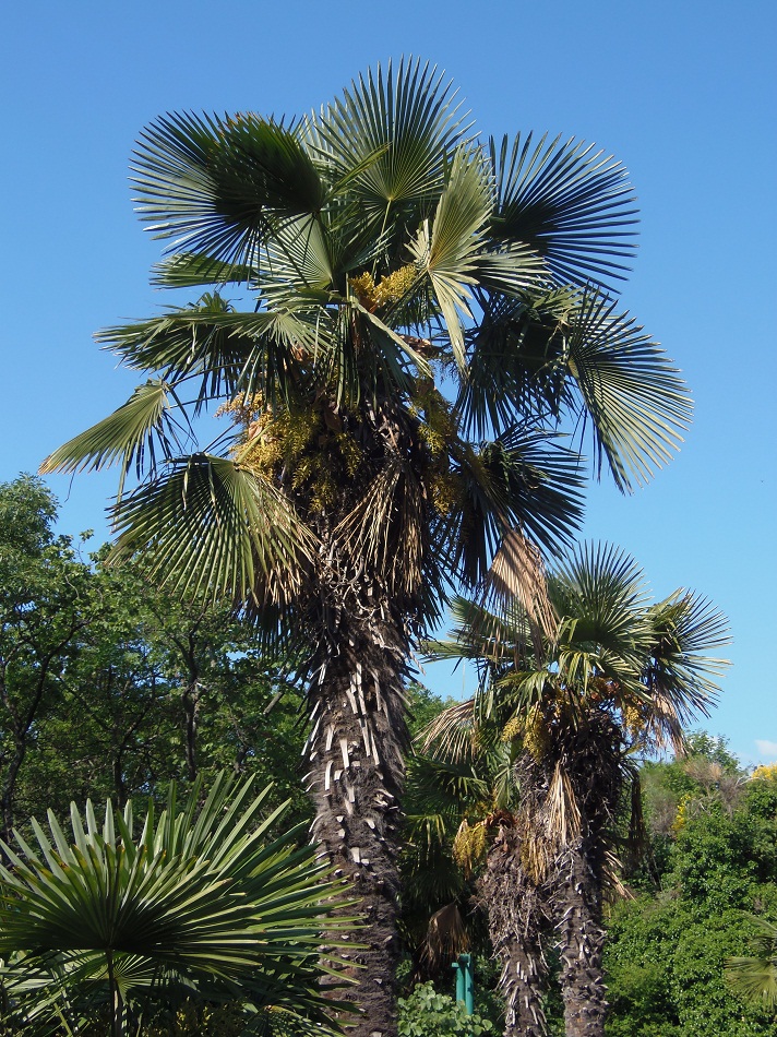 Изображение особи Trachycarpus fortunei.