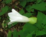 Calystegia silvatica. Цветок. Крым, Белогорский р-н, окр. с. Земляничное, буково-грабовый лес, у ручья. 31 мая 2013 г.