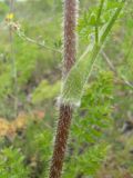 Laserpitium hispidum