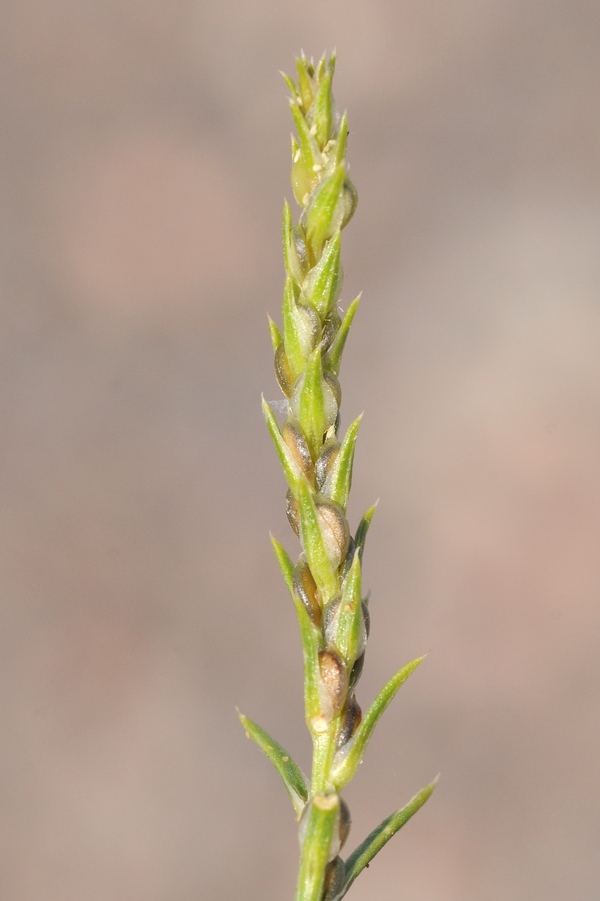 Image of Corispermum hyssopifolium specimen.