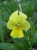 Image of taxon representative. Author is Илья Турбанов