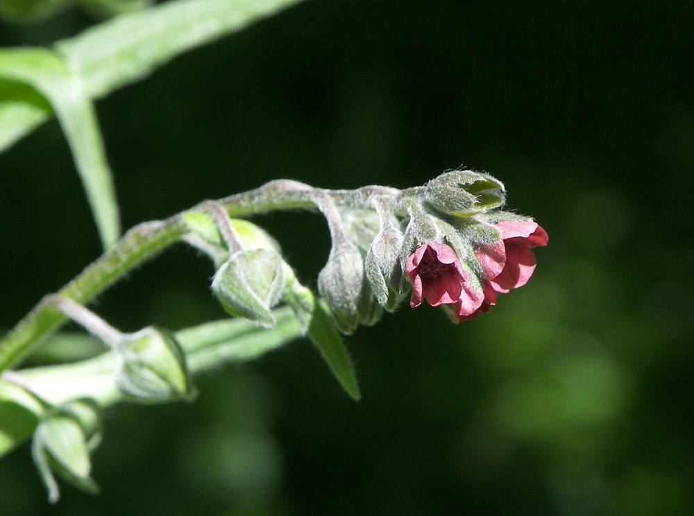 Изображение особи Cynoglossum officinale.