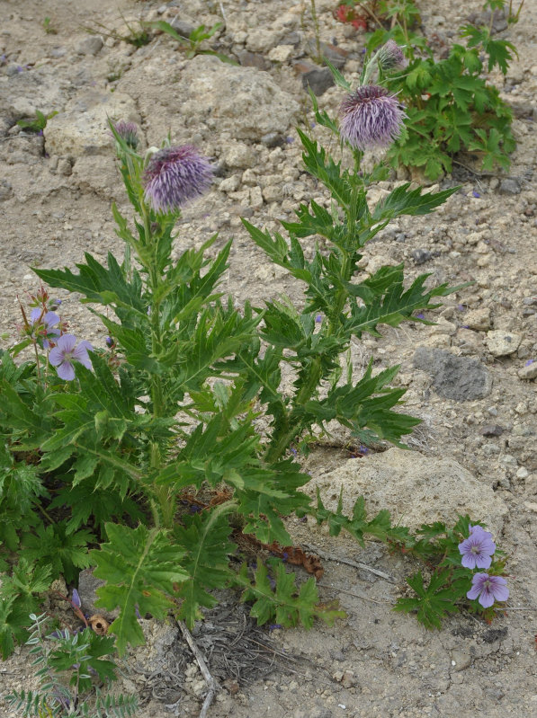 Изображение особи Cirsium kamtschaticum.