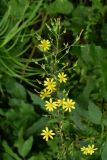 Lactuca raddeana