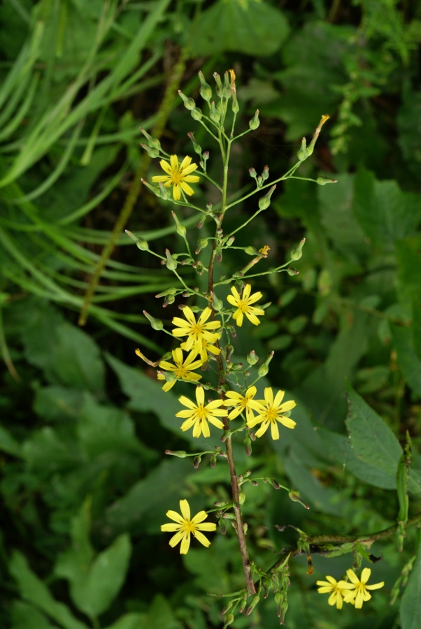 Изображение особи Lactuca raddeana.