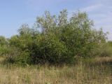 Salix acutifolia. Взрослый куст на песчаном массиве. Окр. Саратова, Волгоградское вдхр., о-в Покровские Пески. 13 июля 2013 г.