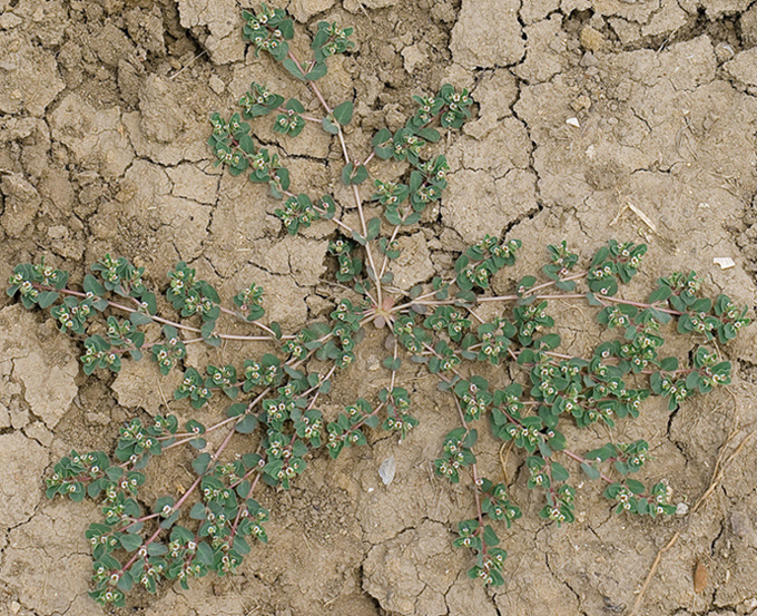 Изображение особи Euphorbia chamaesyce.