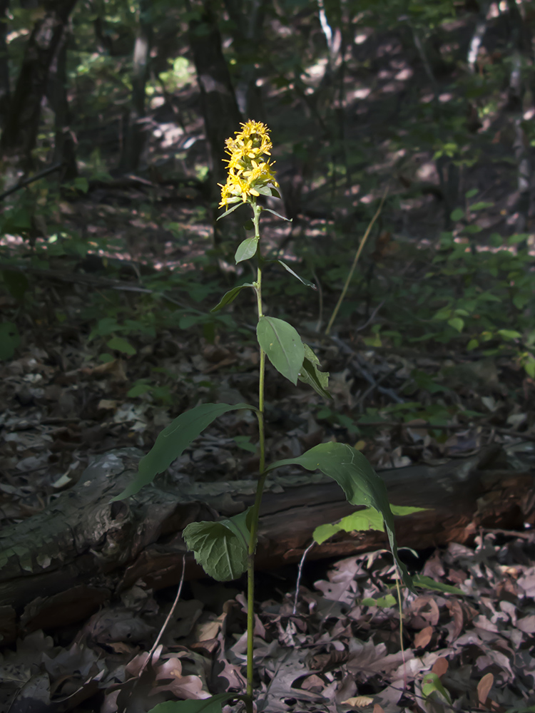 Изображение особи Solidago virgaurea.