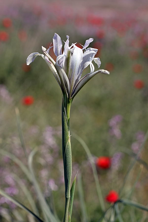 Изображение особи Iris songarica.