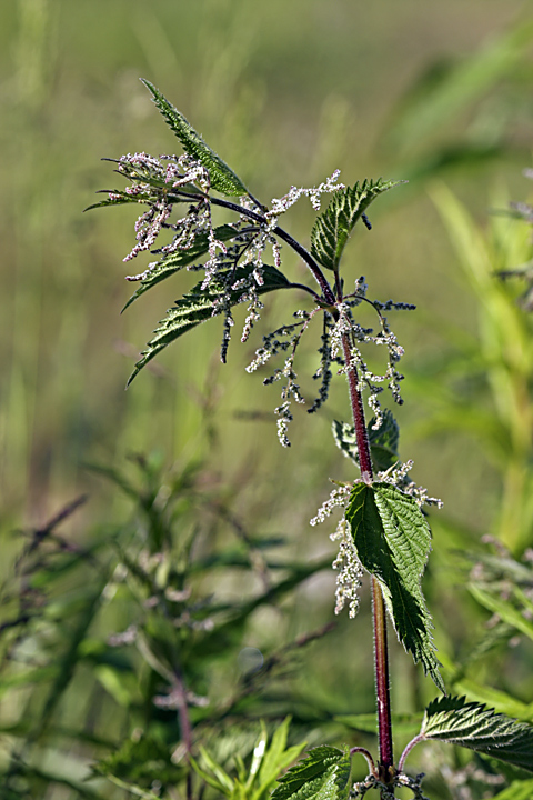 Image of Urtica dioica specimen.