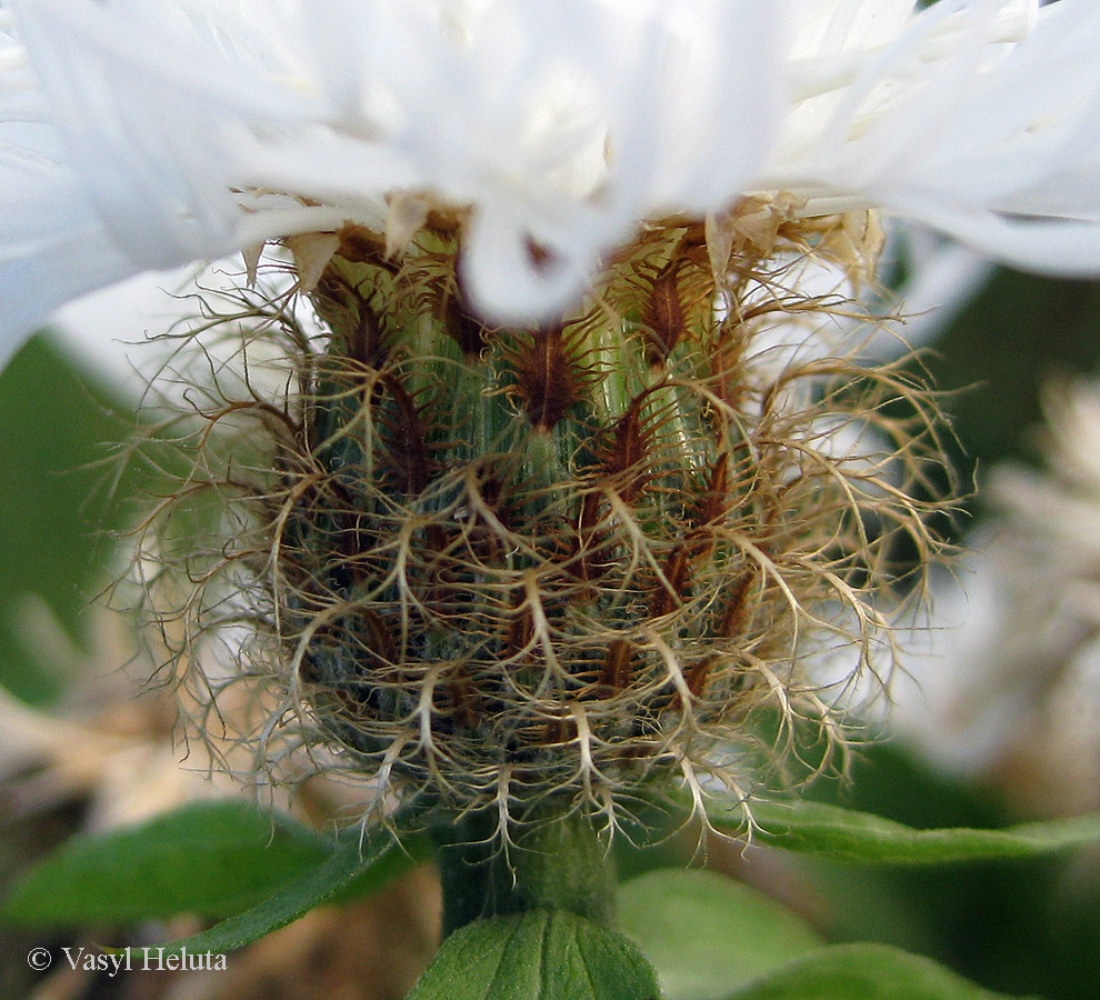 Image of Centaurea carpatica specimen.