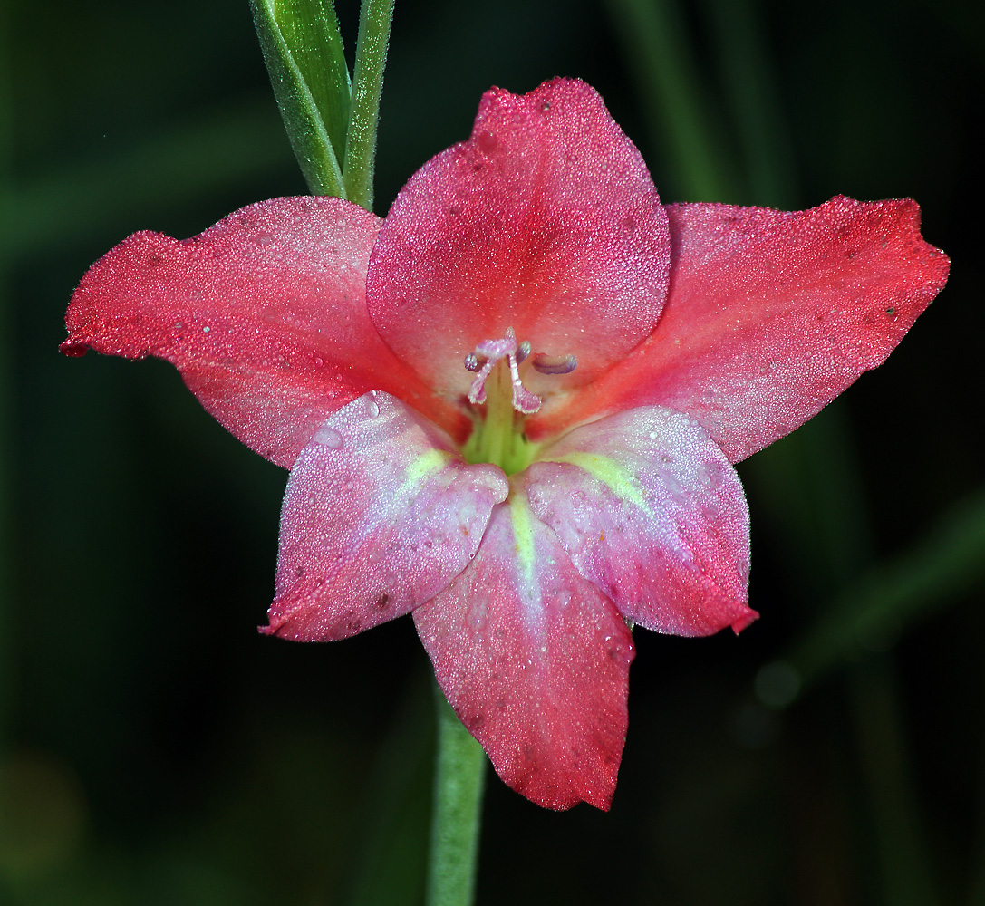 Image of Gladiolus &times; colvillei specimen.