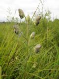 Aconitum ambiguum. Соцветие в стадии бутонизации. Республика Бурятия, Баунтовский эвенкийский район, окр. пос. Северный, долина р. Има, травяное болото с кустарниками. 06.08.2013.