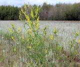 Melilotus officinalis