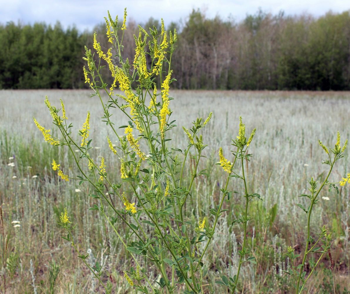 Изображение особи Melilotus officinalis.