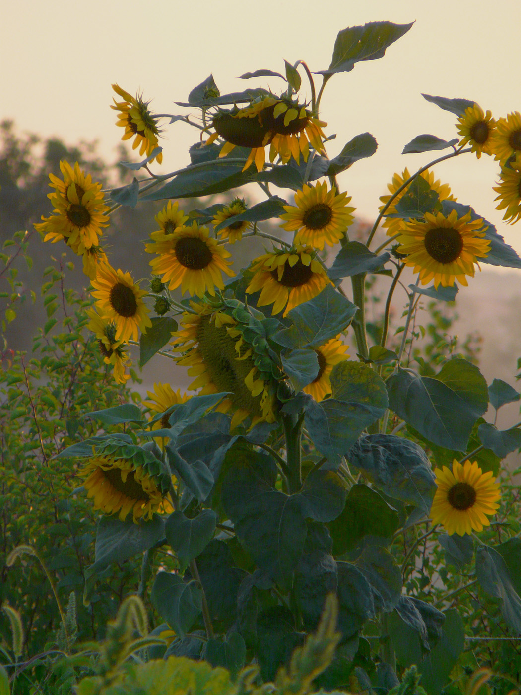 Изображение особи Helianthus annuus.