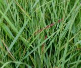 Panicum virgatum. Побеги. Германия, г. Дюссельдорф, Ботанический сад университета. 14.08.2013.