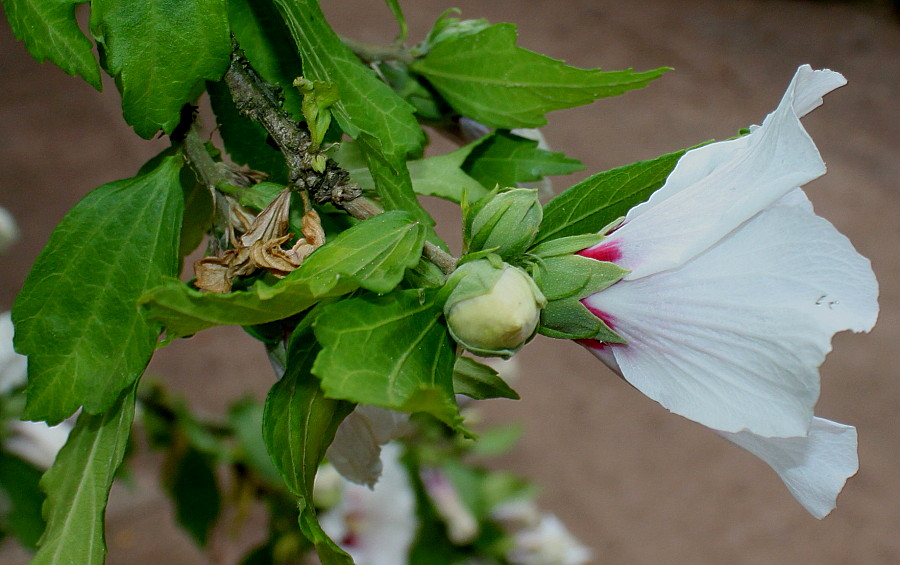 Изображение особи Hibiscus syriacus.