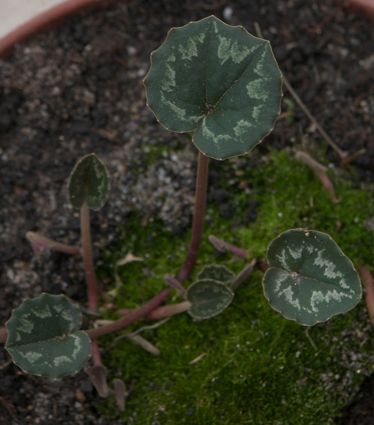 Image of Cyclamen mirabile specimen.