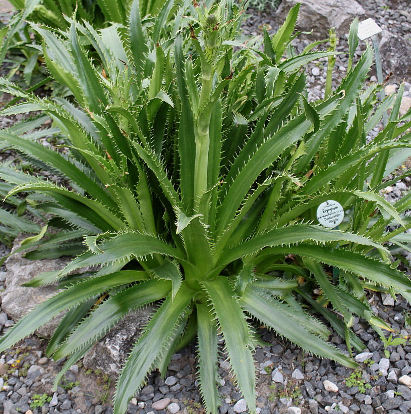 Изображение особи Eryngium pandanifolium.