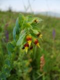 Cerinthe minor