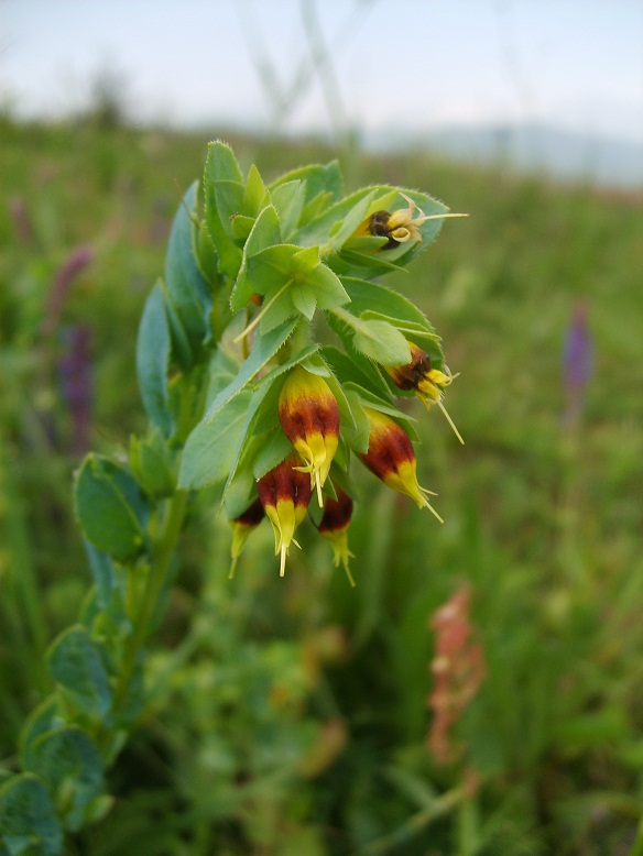 Изображение особи Cerinthe minor.