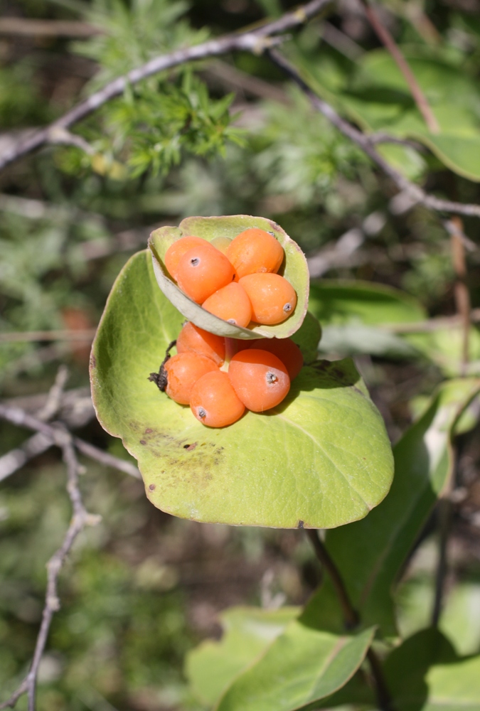 Image of Lonicera caprifolium specimen.