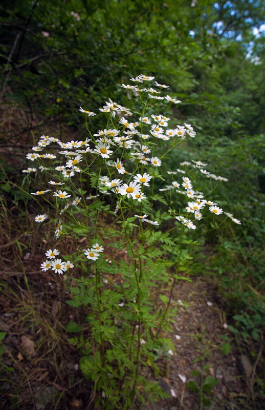 Image of Pyrethrum corymbosum specimen.