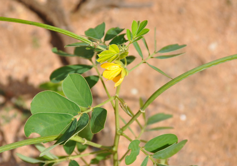 Изображение особи Senna obtusifolia.