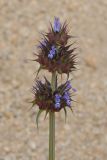 Salvia columbariae. Соцветие. США, Калифорния, Joshua Tree National Park. 19.02.2014.