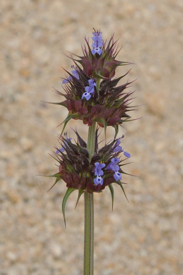 Image of Salvia columbariae specimen.