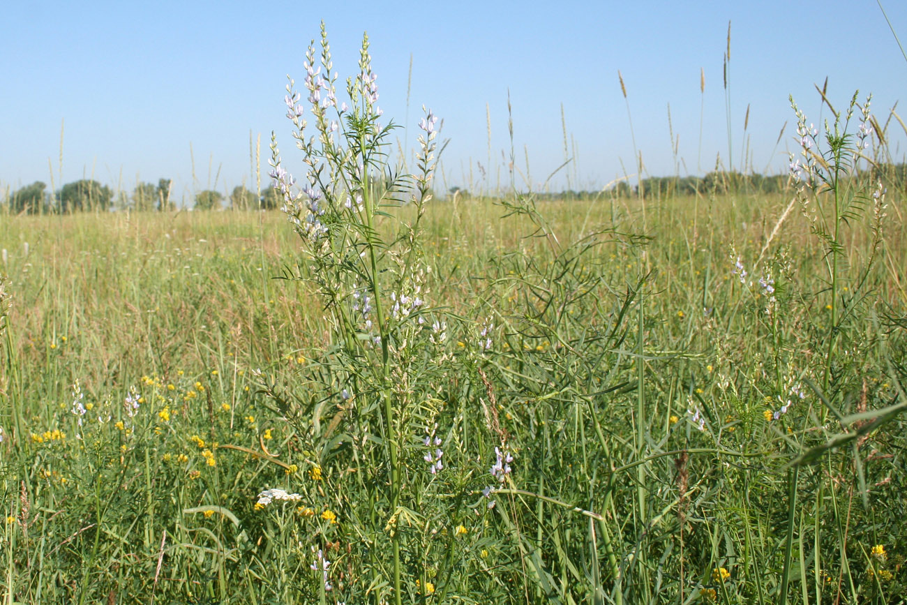 Image of Astragalus sulcatus specimen.