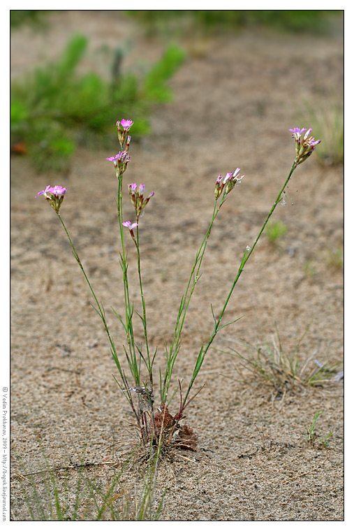 Изображение особи Dianthus borbasii.