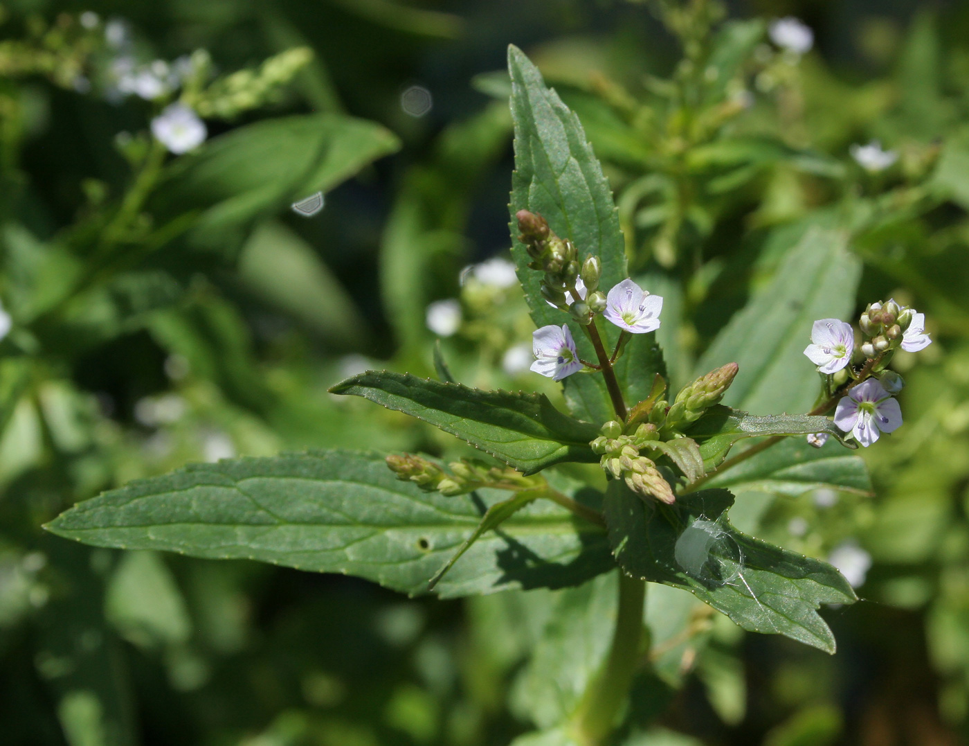 Изображение особи Veronica anagallis-aquatica.