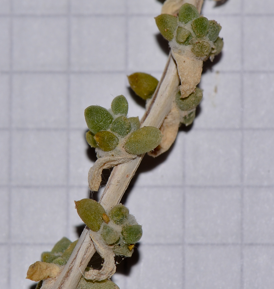 Image of Traganum nudatum specimen.