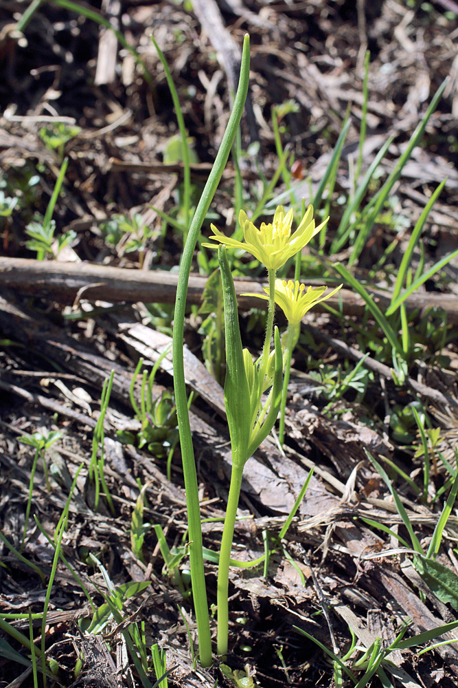 Изображение особи Gagea liotardii.