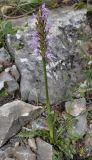 Orchis italica. Цветущее растение. Греция, Халкидики. 28.04.2014.