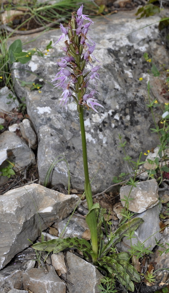 Image of Orchis italica specimen.
