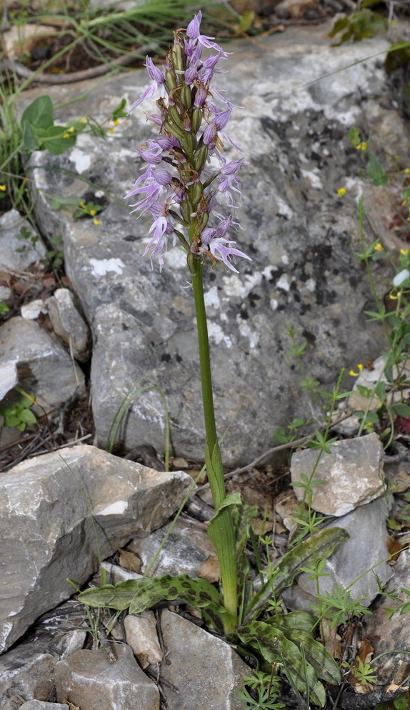 Изображение особи Orchis italica.