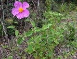 Cistus creticus