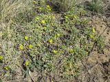 Potentilla acaulis