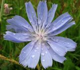 Cichorium intybus. Соцветие-корзинка. Нидерланды, провинция Гронинген, национальный парк Lauwersmeer, обочина дороги. Июнь 2006 г.