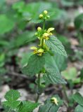 Galeobdolon caucasicum