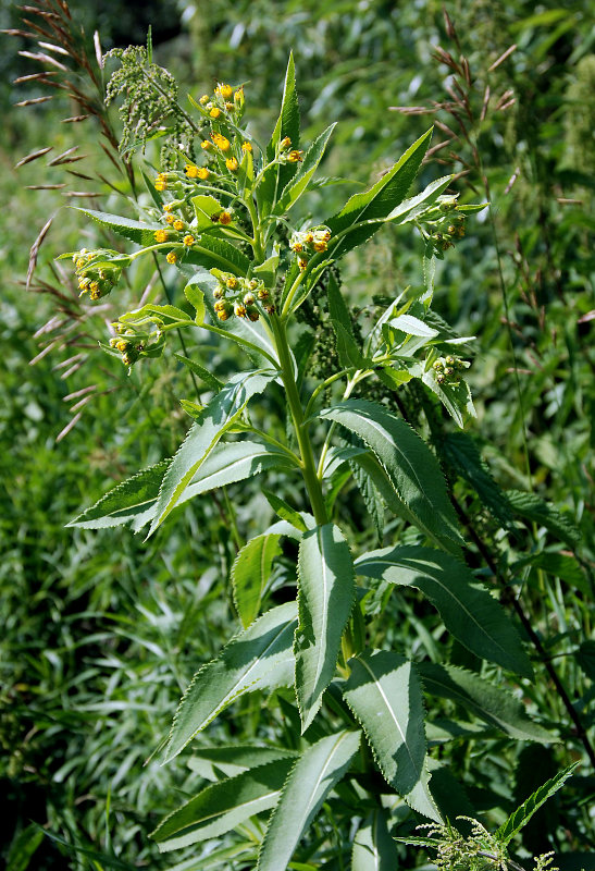 Image of Senecio sarracenicus specimen.