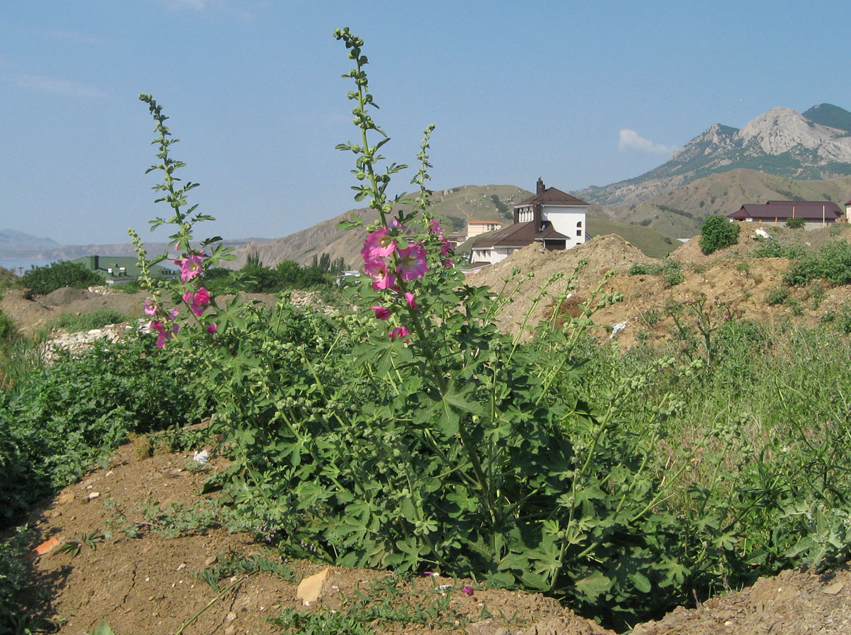 Image of Alcea rosea specimen.