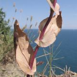 Bupleurum rotundifolium. Часть побега. Краснодарский край, м/о г. Новороссийск, окр. пос. Абрау, гора Круглая, кромка обрыва над морем. 13.06.2014.