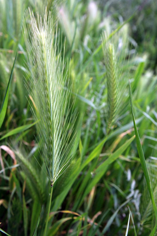 Image of Hordeum murinum specimen.