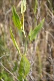 Lepidium latifolium