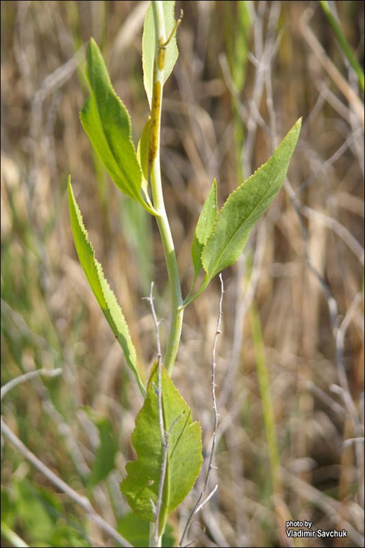 Изображение особи Lepidium latifolium.