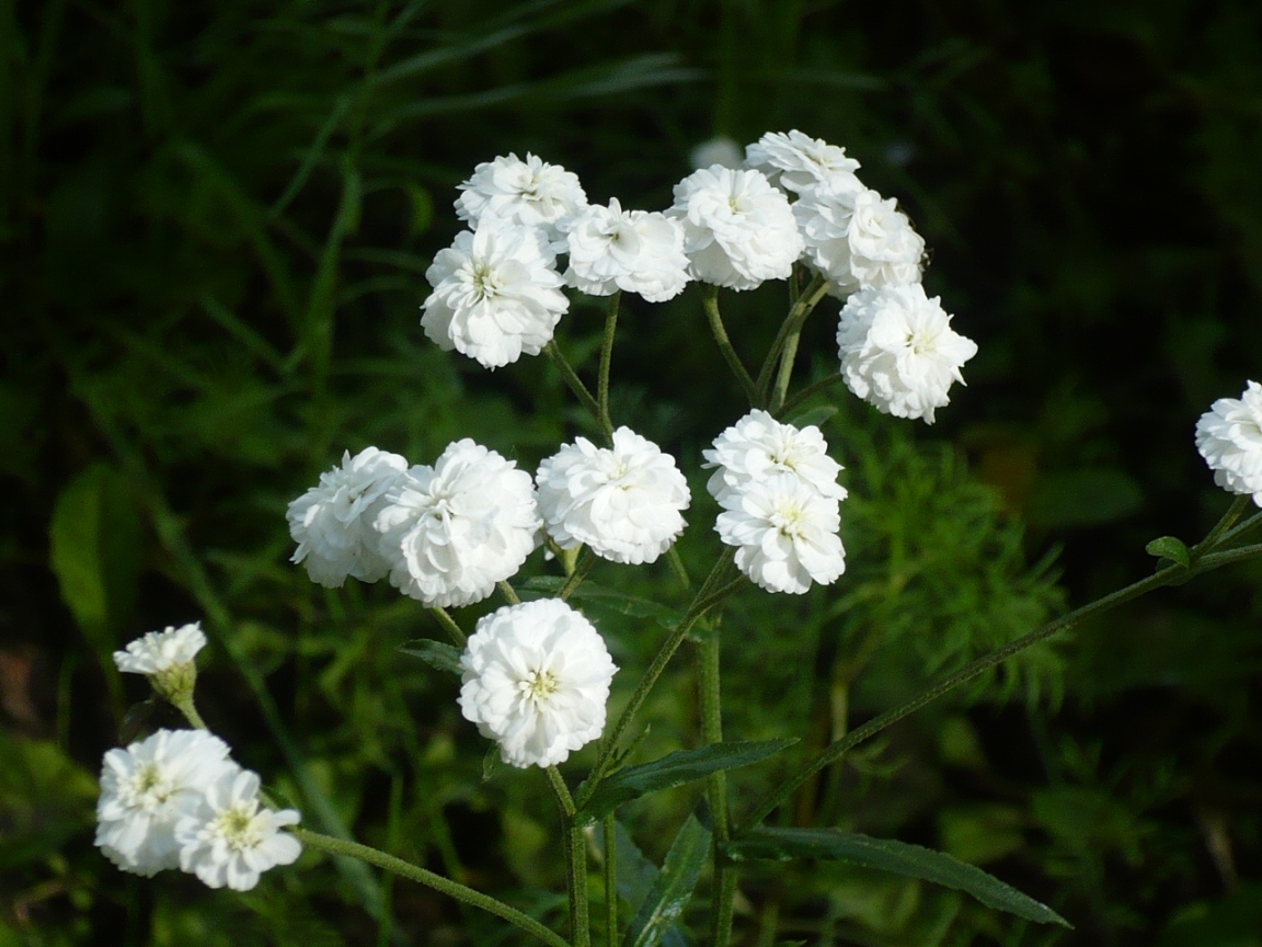 Изображение особи Achillea ptarmica var. multiplex.